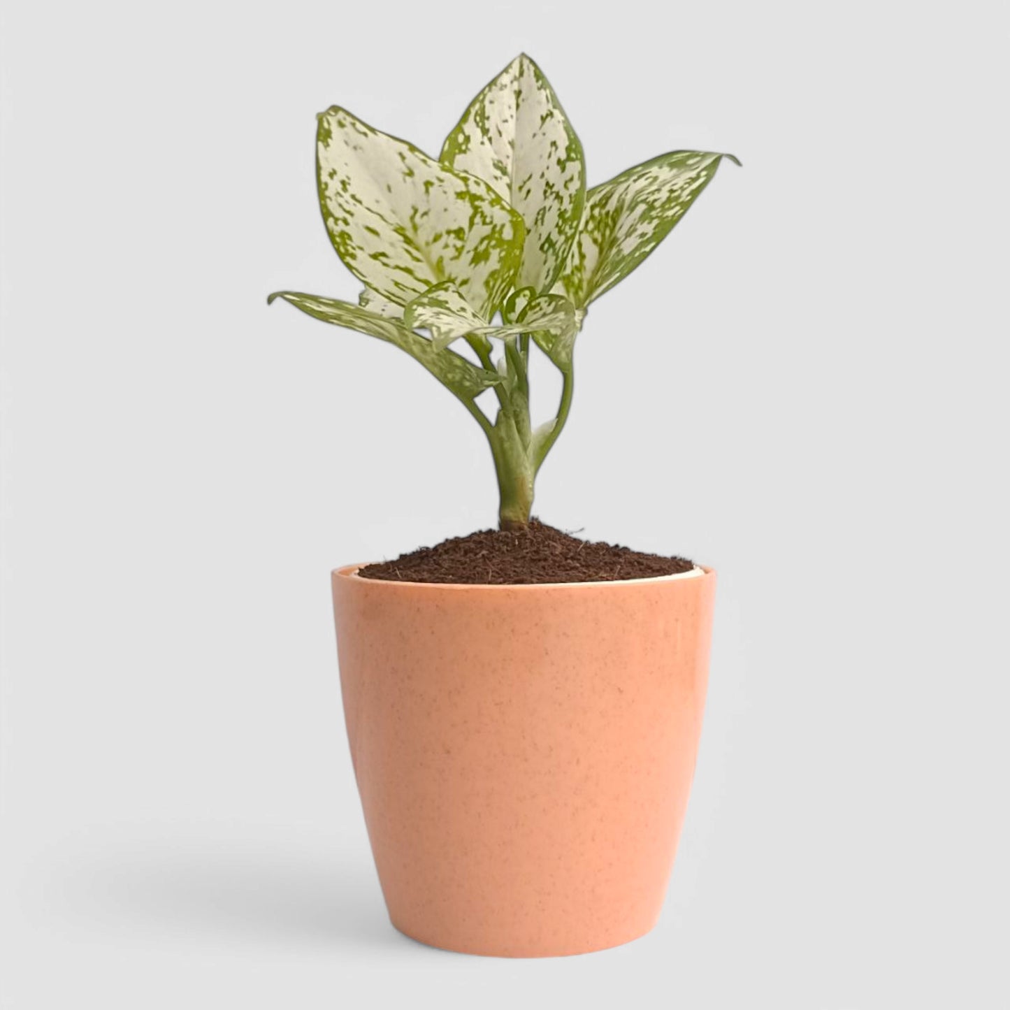 Aglaonema Snow White Plant