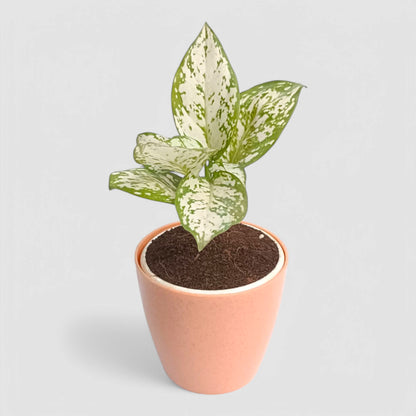 Aglaonema Snow White Plant