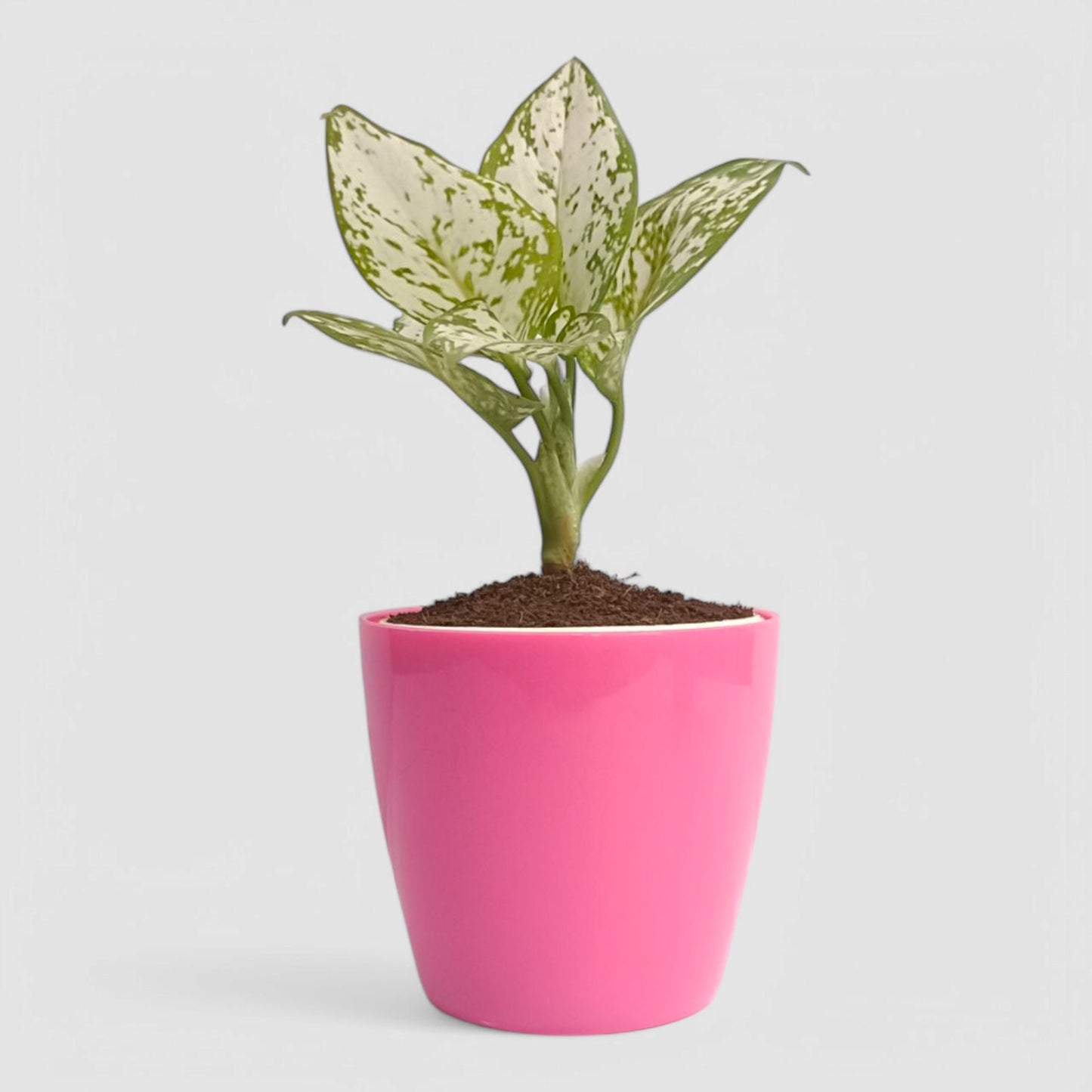Aglaonema Snow White Plant