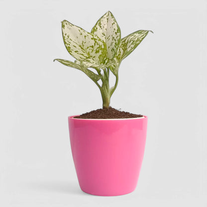 Aglaonema Snow White Plant