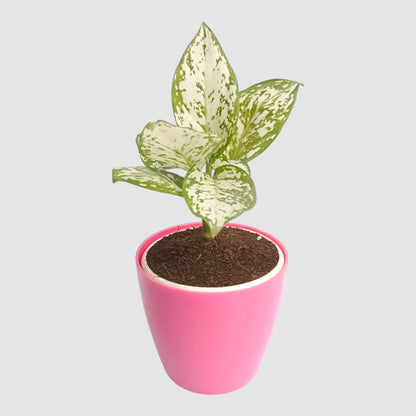 Aglaonema Snow White Plant