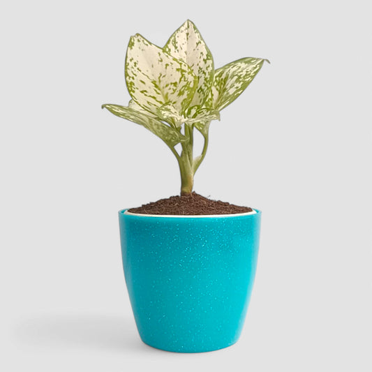 Aglaonema Snow White Plant