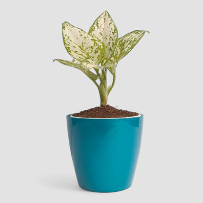 Aglaonema Snow White Plant