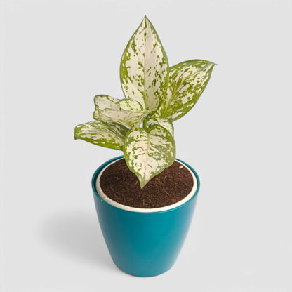 Aglaonema Snow White Plant