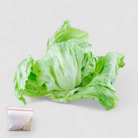 Lettuce Iceberg (Seeds)