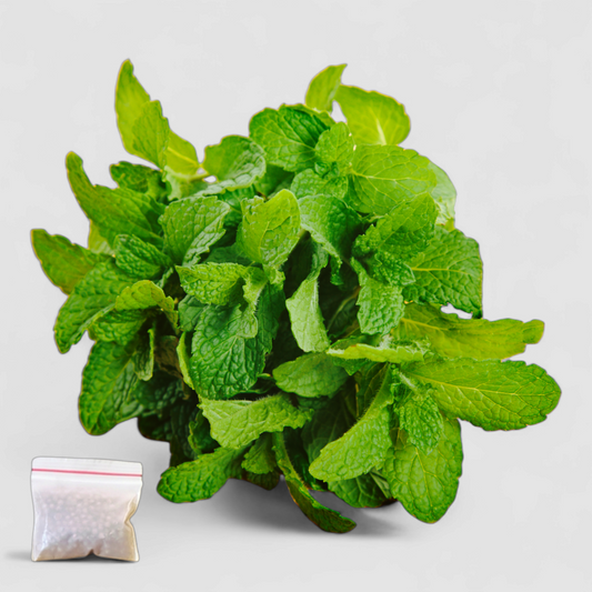 Mint (Seeds)