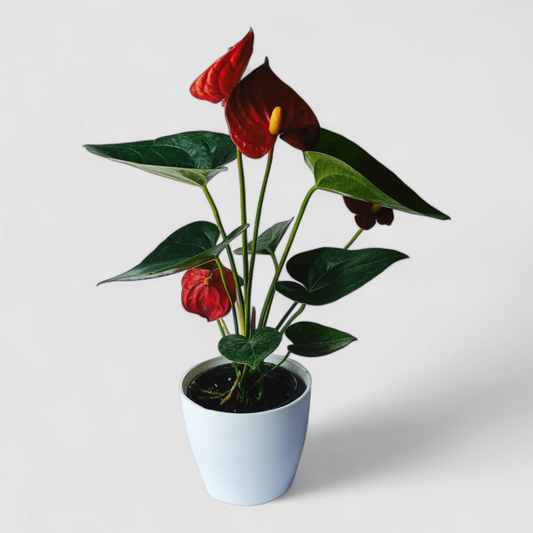 Anthurium Plant (Red)