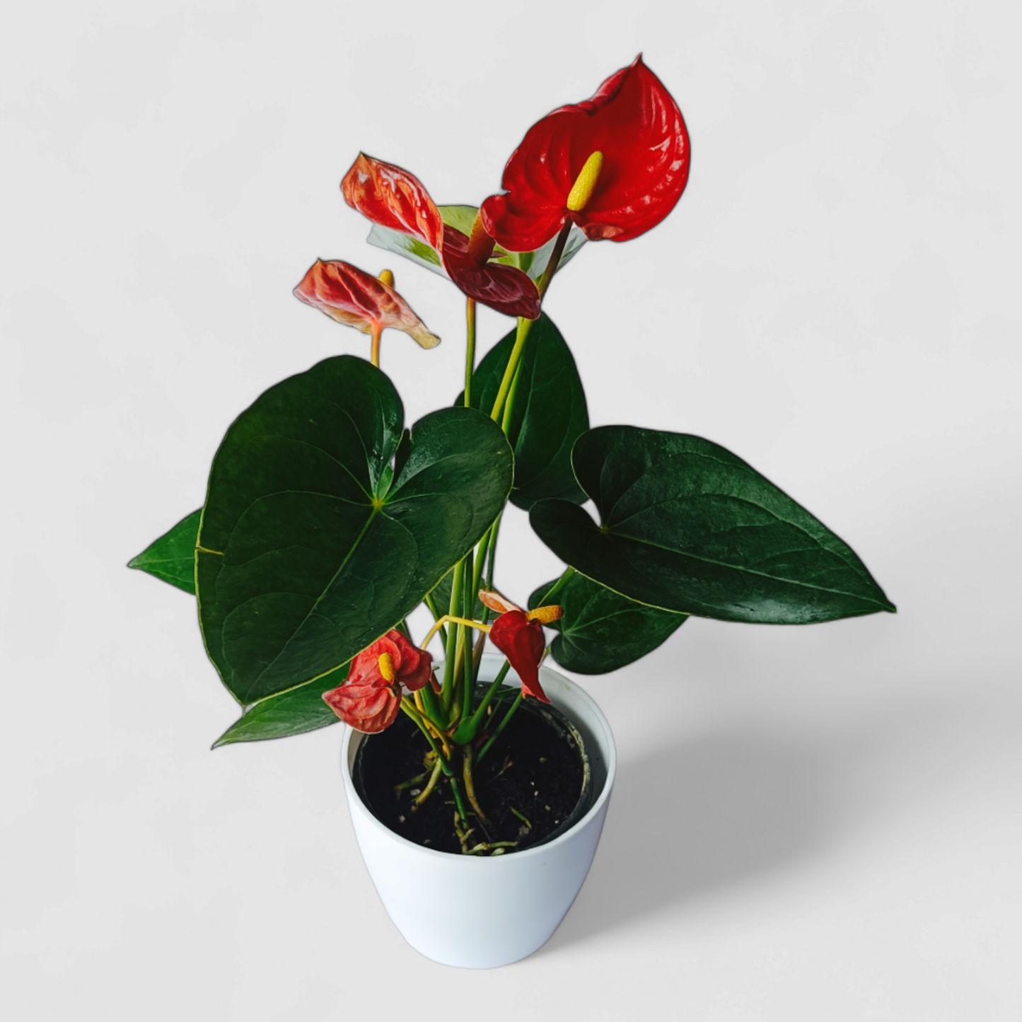 Anthurium Plant (Red)