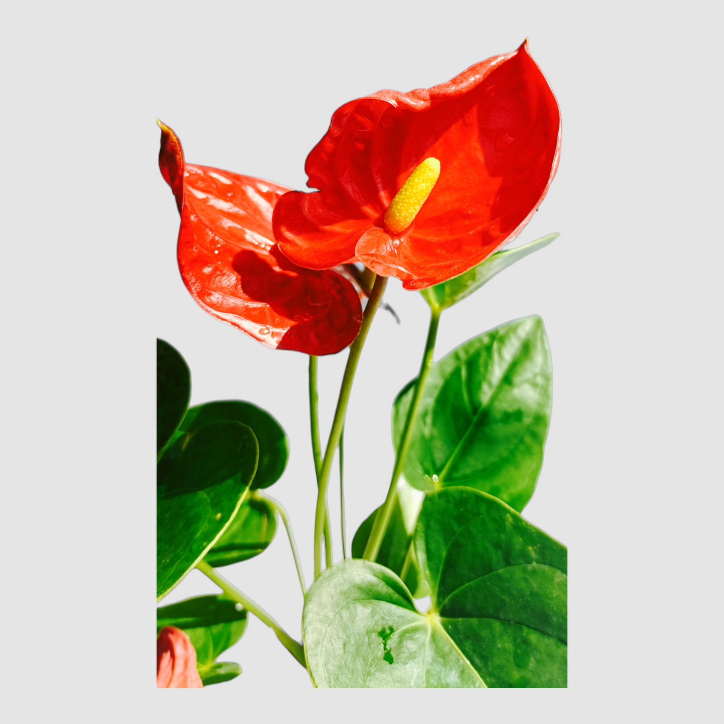 Anthurium Plant (Red)