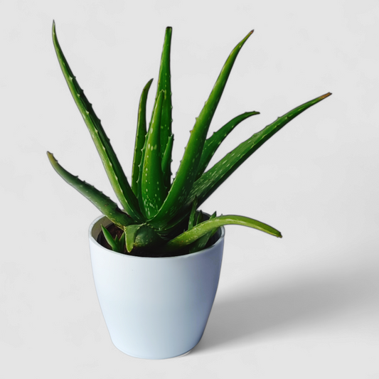 Aloe Vera Plant