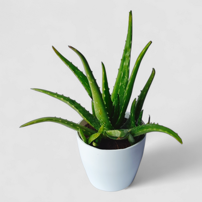 Aloe Vera Plant