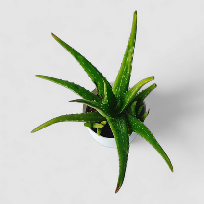 Aloe Vera Plant