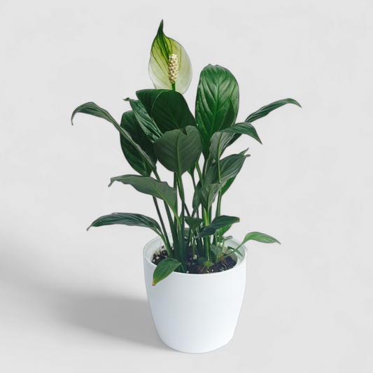 Peace Lily Plant (With Flower)