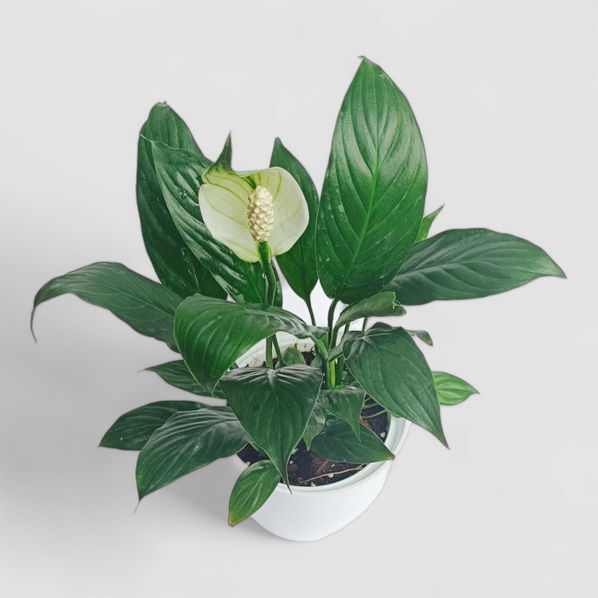 is a peace lily an orchid Peace Lily Plant (With Flower)