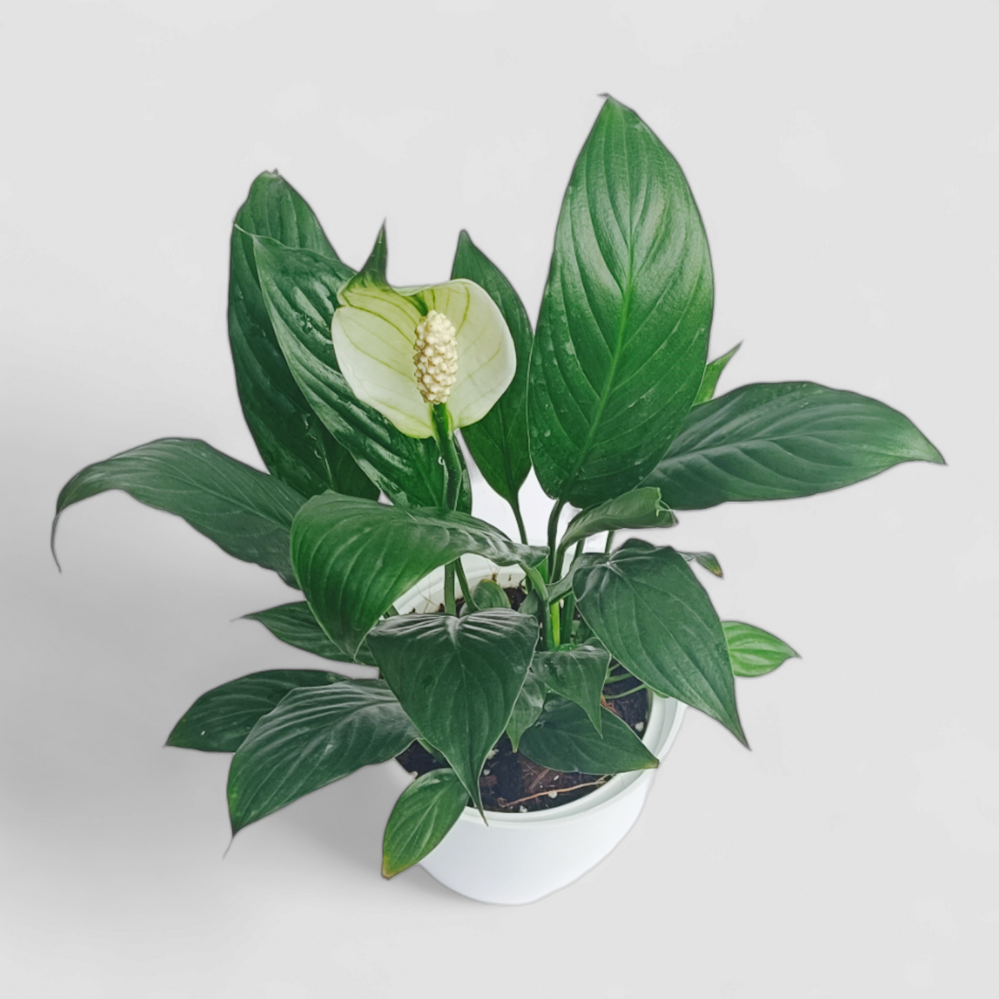 Peace Lily Plant (With Flower)