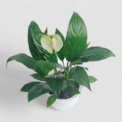 Peace Lily Plant (With Flower)