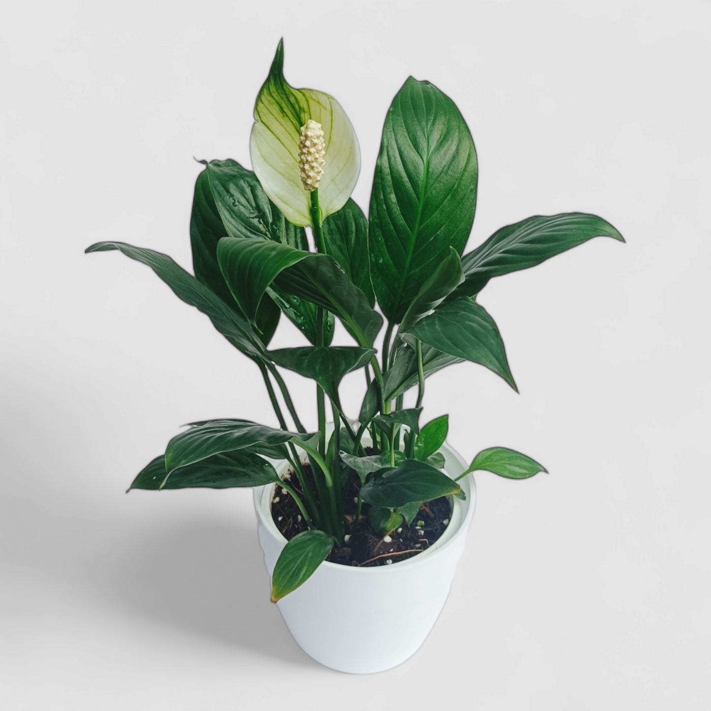 Peace Lily Plant (With Flower)