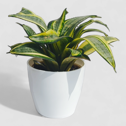 Golden Snake Plant - (Lotus Shape)