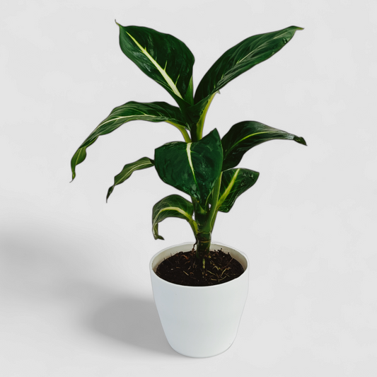 Compact Dieffenbachia White Flame Plant