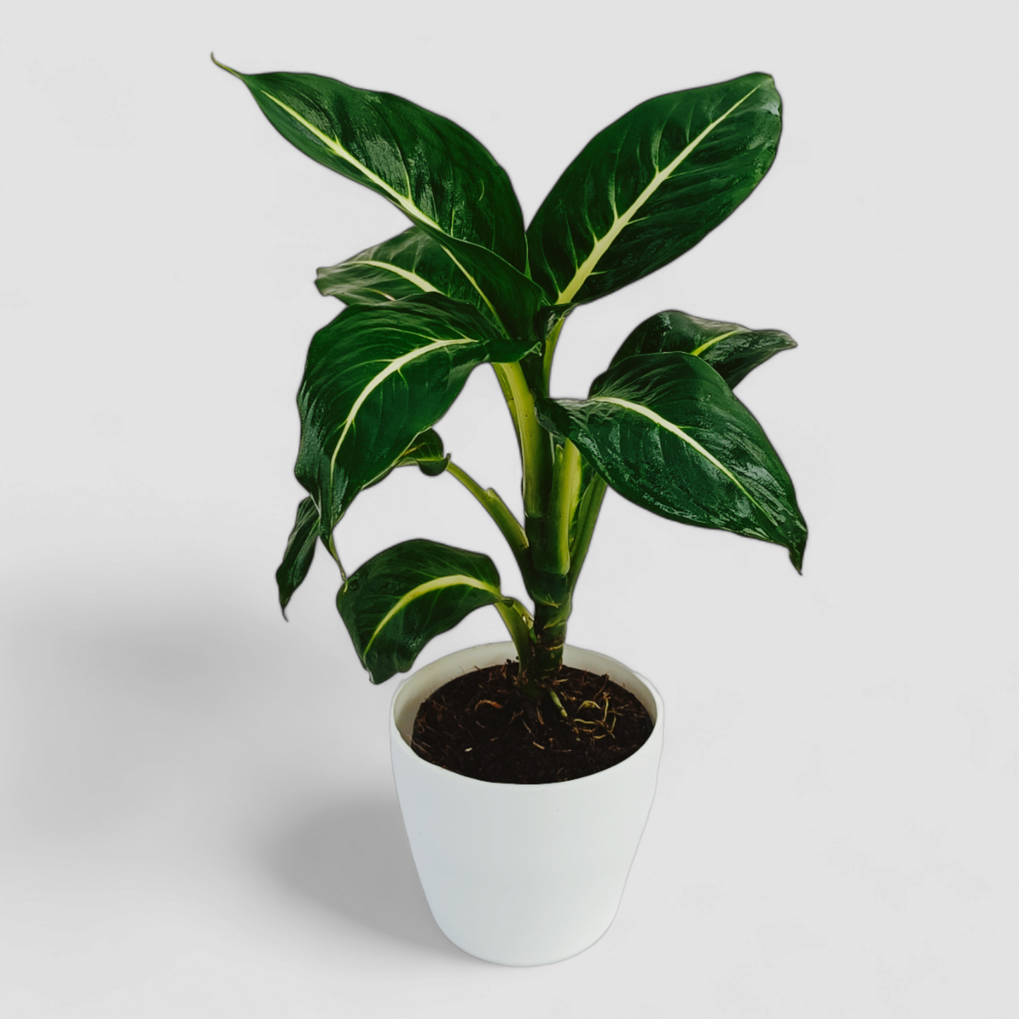 Compact Dieffenbachia White Flame Plant
