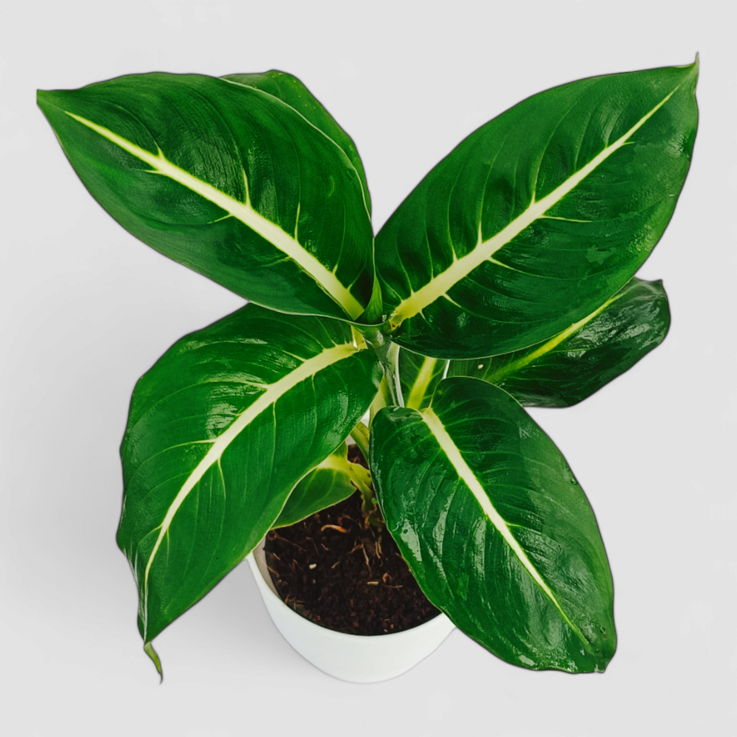 Compact Dieffenbachia White Flame Plant