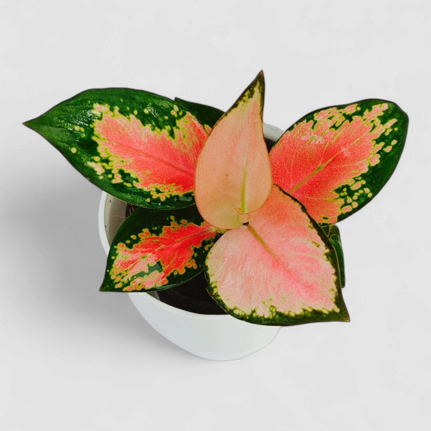 Aglaonema Pink Plant