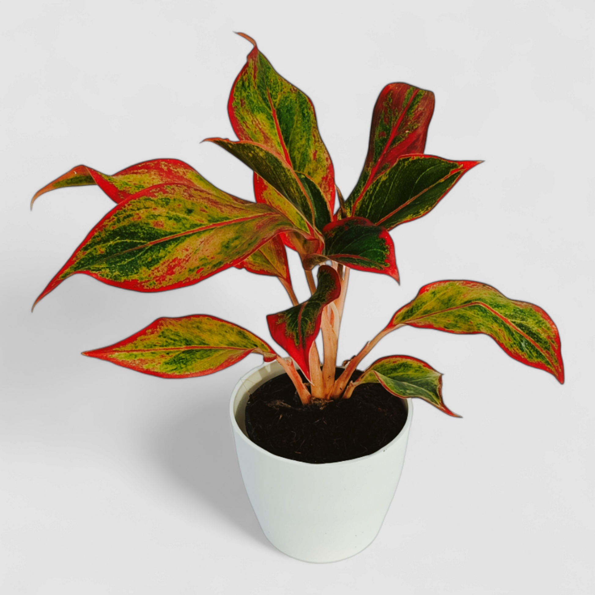 aglaonema golden lipstick Aglaonema Lipstick Plant by Orchid N Petals