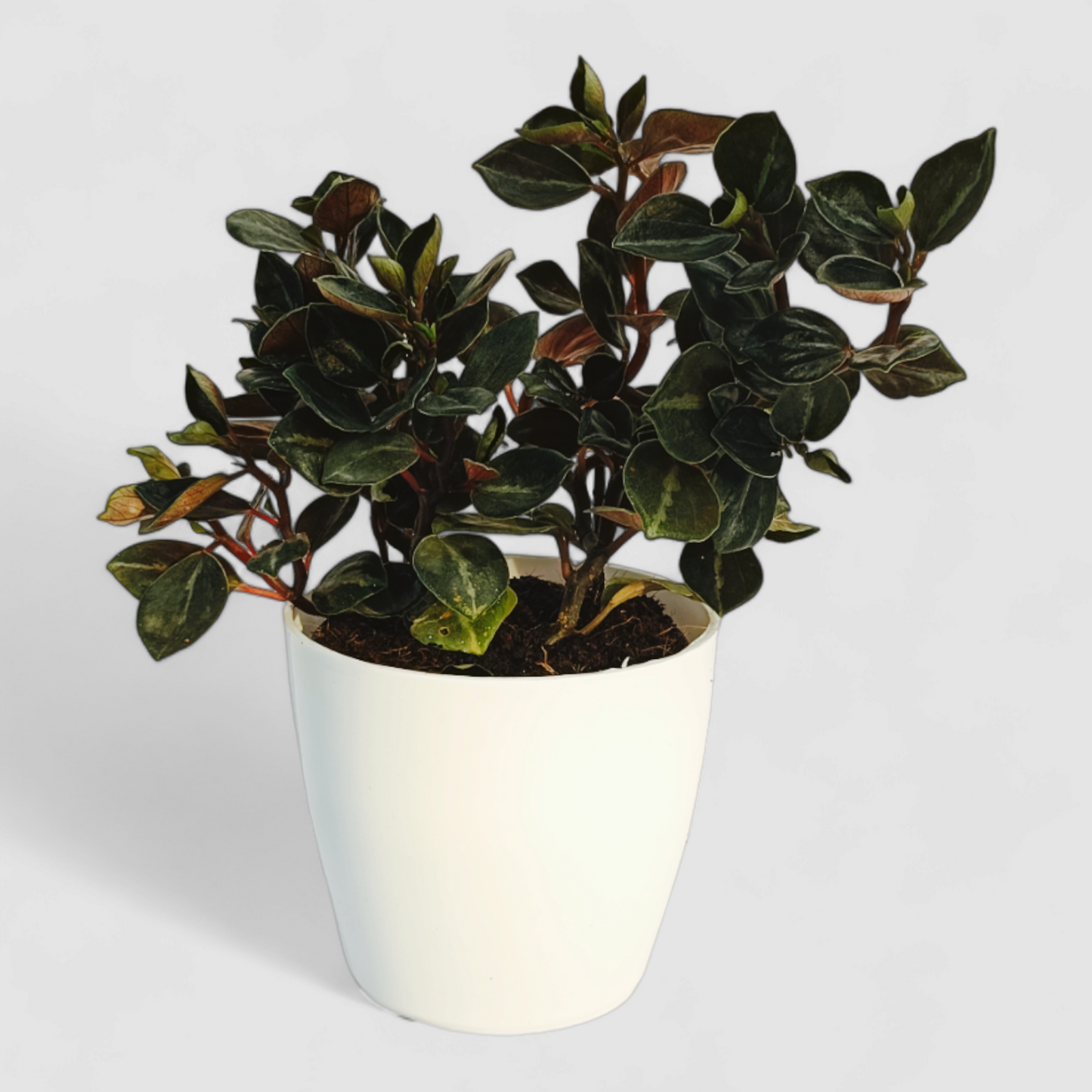 Peperomia Metallica Colombiana Plant