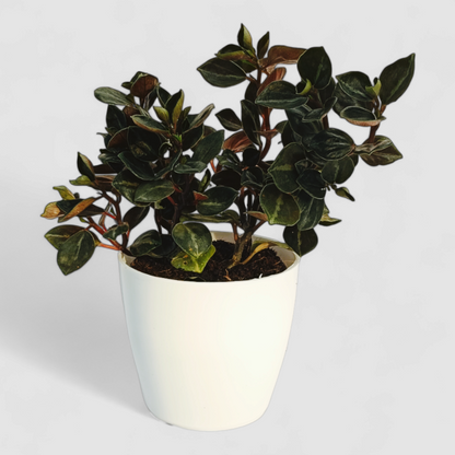Peperomia Metallica Colombiana Plant