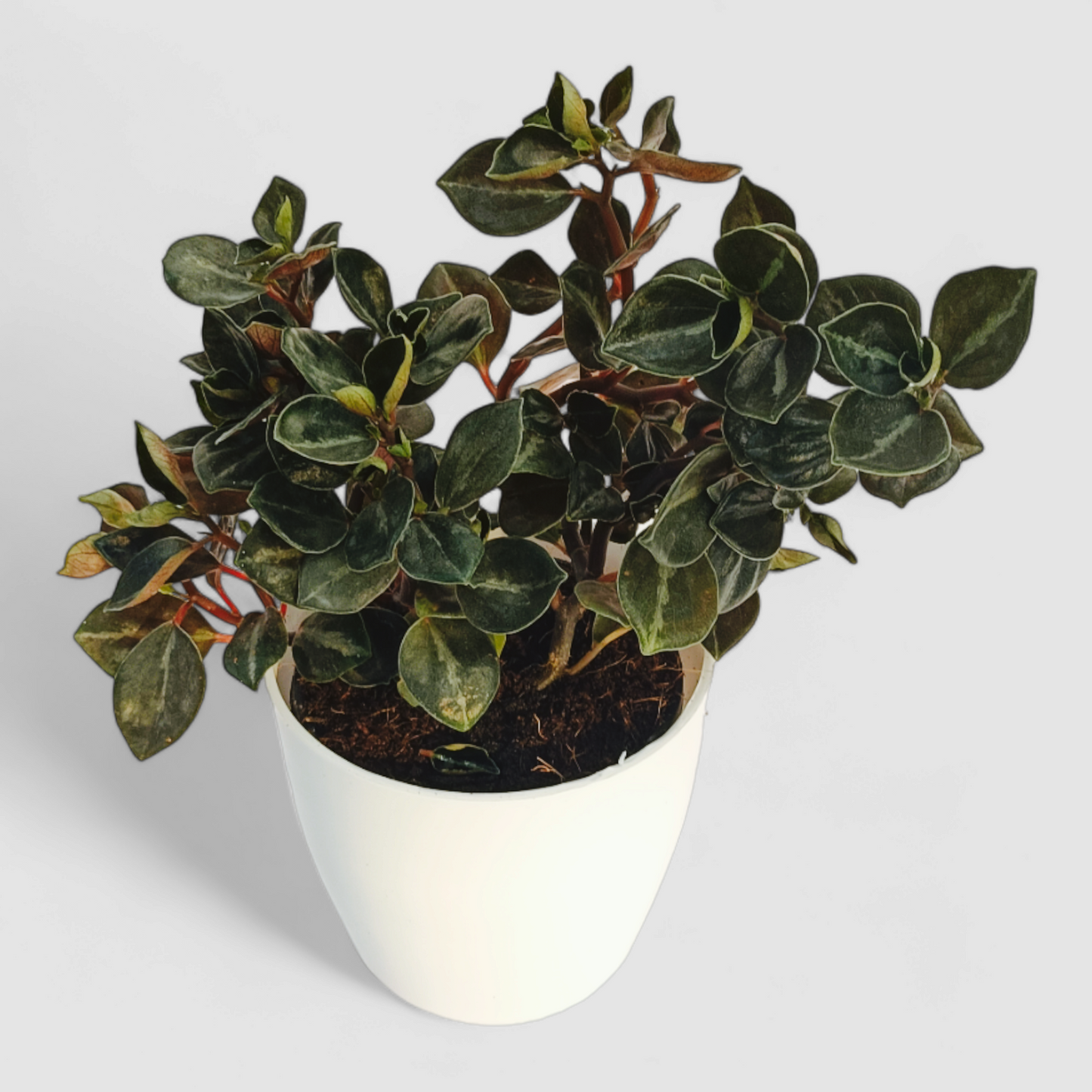 Peperomia Metallica Colombiana Plant