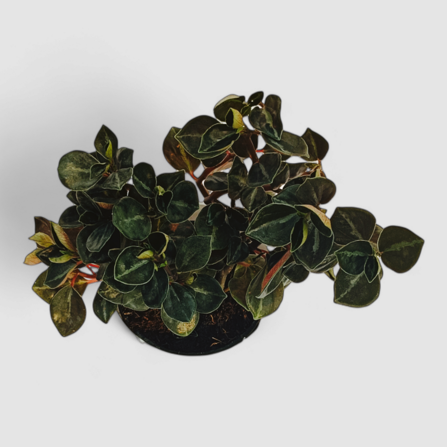 Peperomia Metallica Colombiana Plant