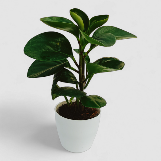 Green Peperomia Obtusifolia Plant