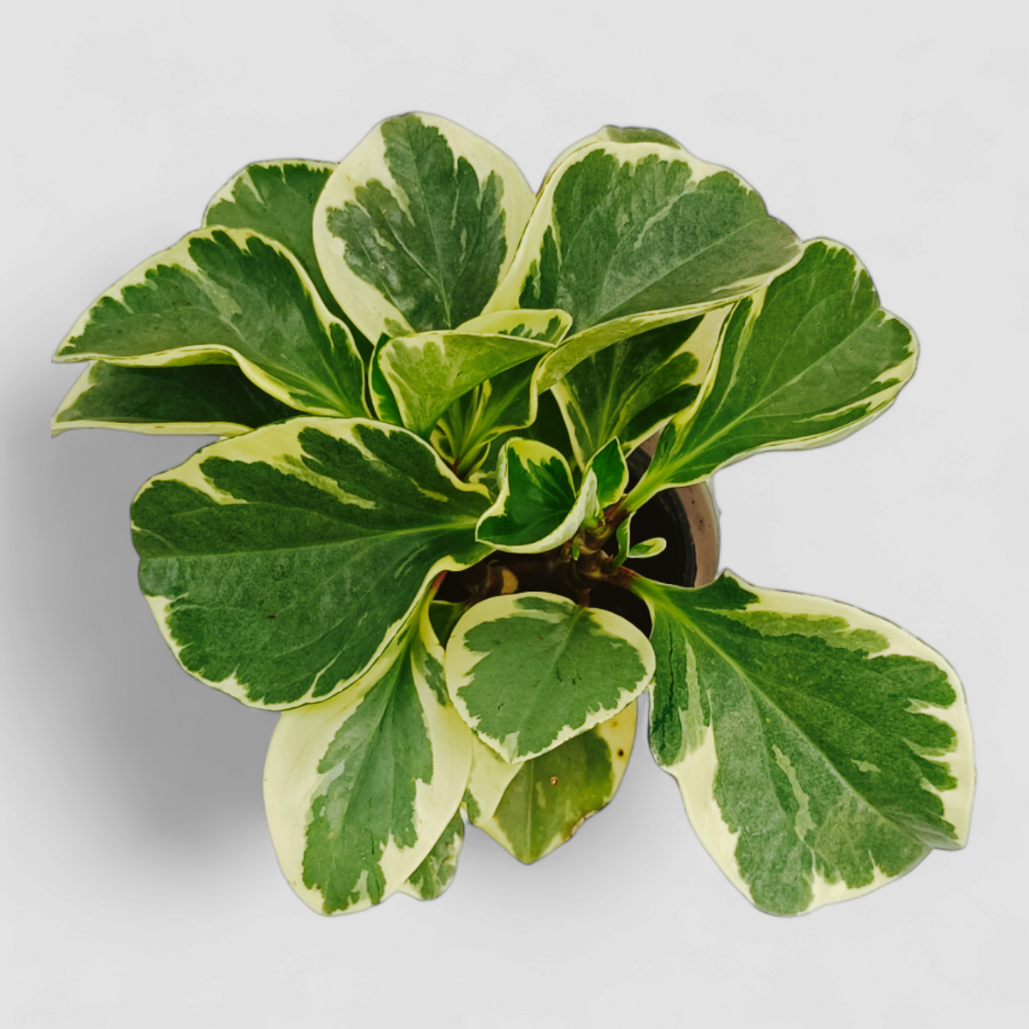 Variegated Peperomia Plant