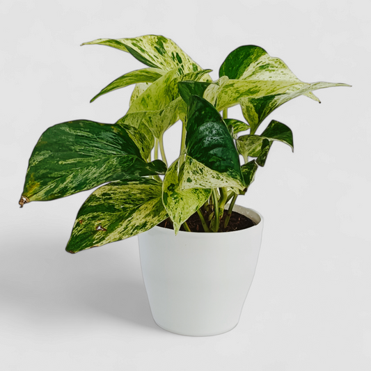 Marble Money Plant