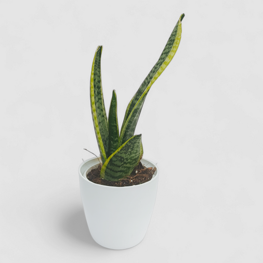 Golden Snake Plant