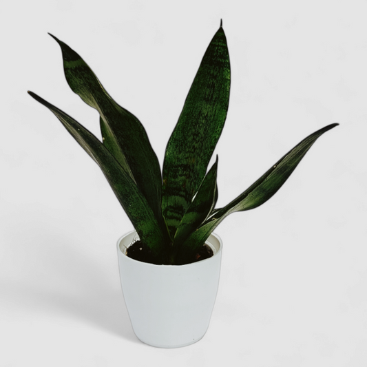 Green Snake Plant