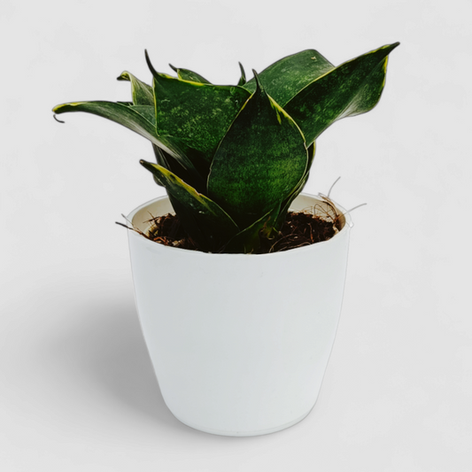 Green Snake Plant - (Lotus Shape)
