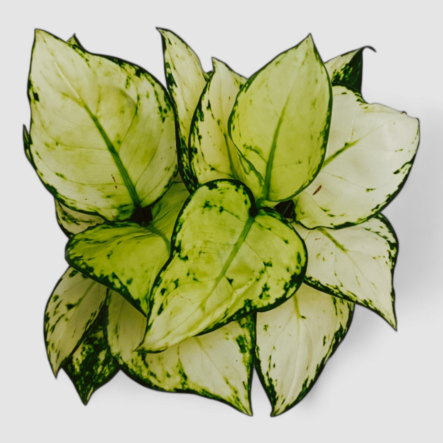 Aglaonema Super White Plant