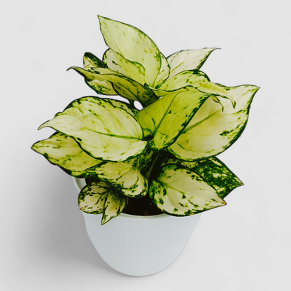 Aglaonema Super White Plant