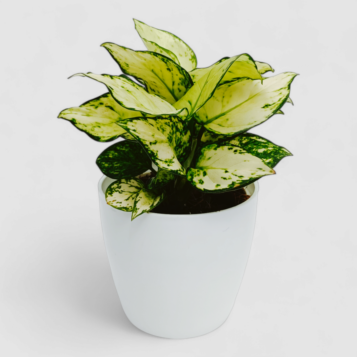 Aglaonema Super White Plant