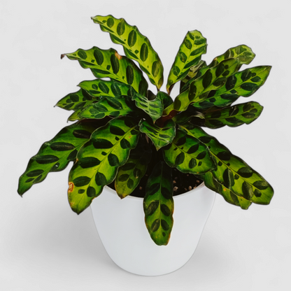Goeppertia Insignis Plant (Calathea Rattlesnake)