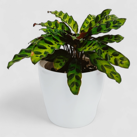 Goeppertia Insignis Plant (Calathea Rattlesnake)