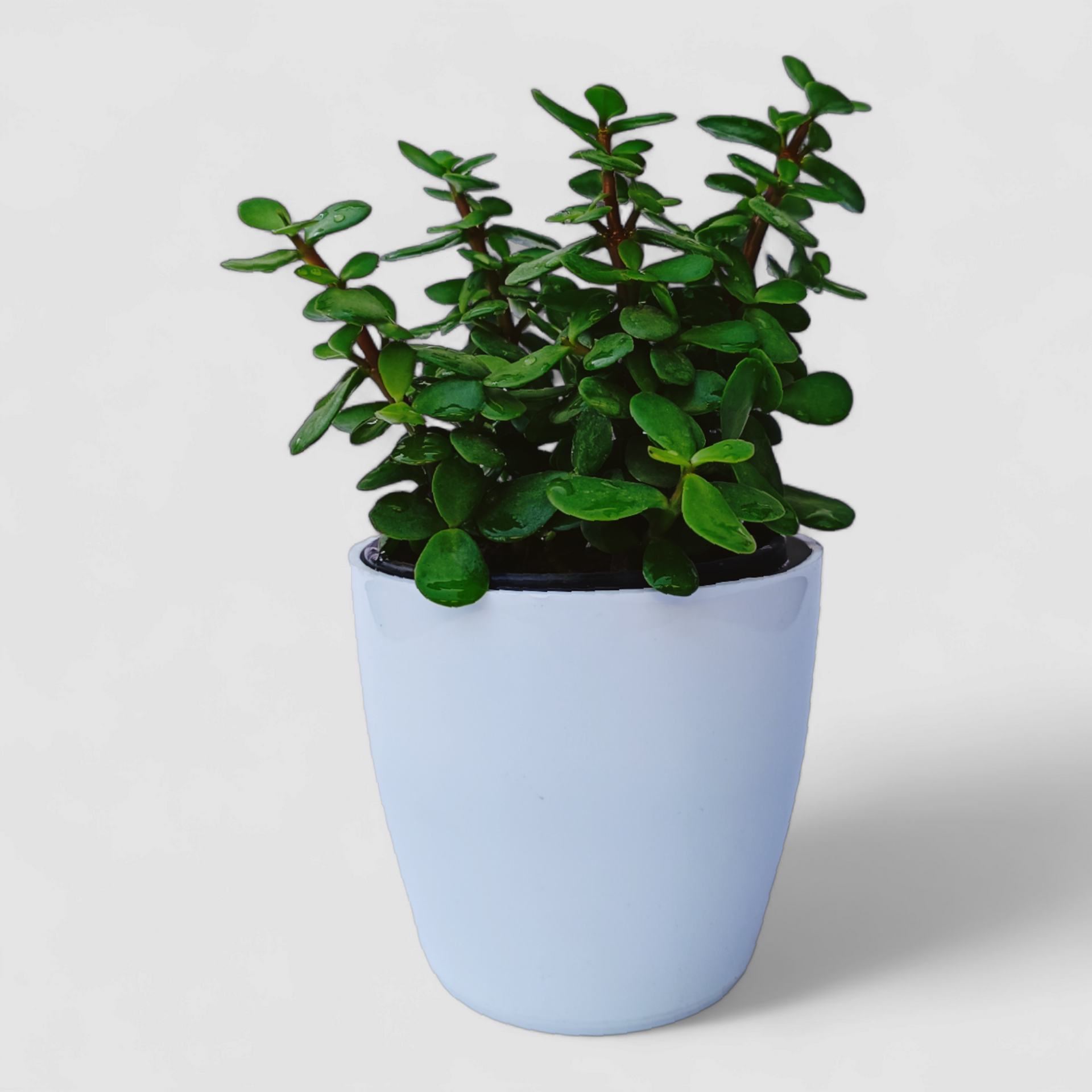 jade plant ferns and petals Jade Plant by Orchid N Petals