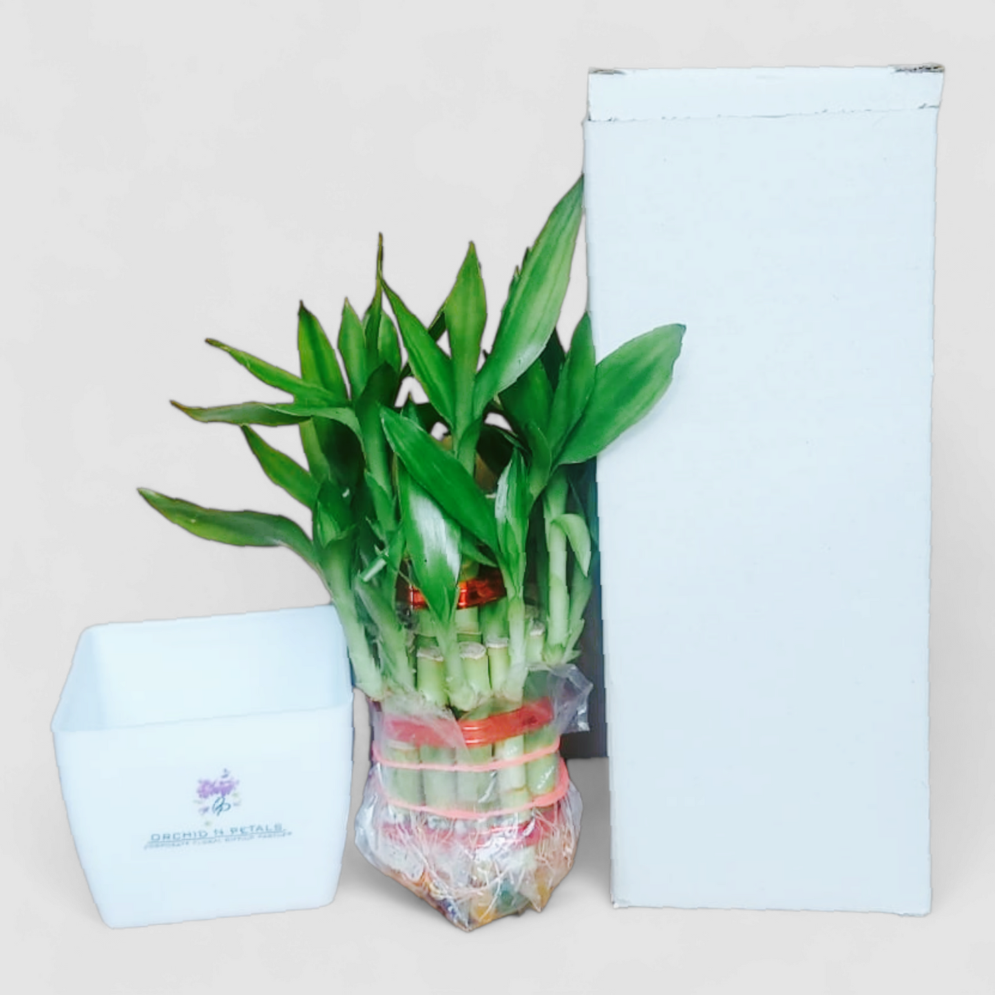 2 Layer Lucky Bamboo Plant (Square Pot)