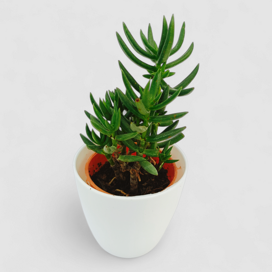 Senecio Blue Chalk Stick Plant (Senecio mandraliscae)