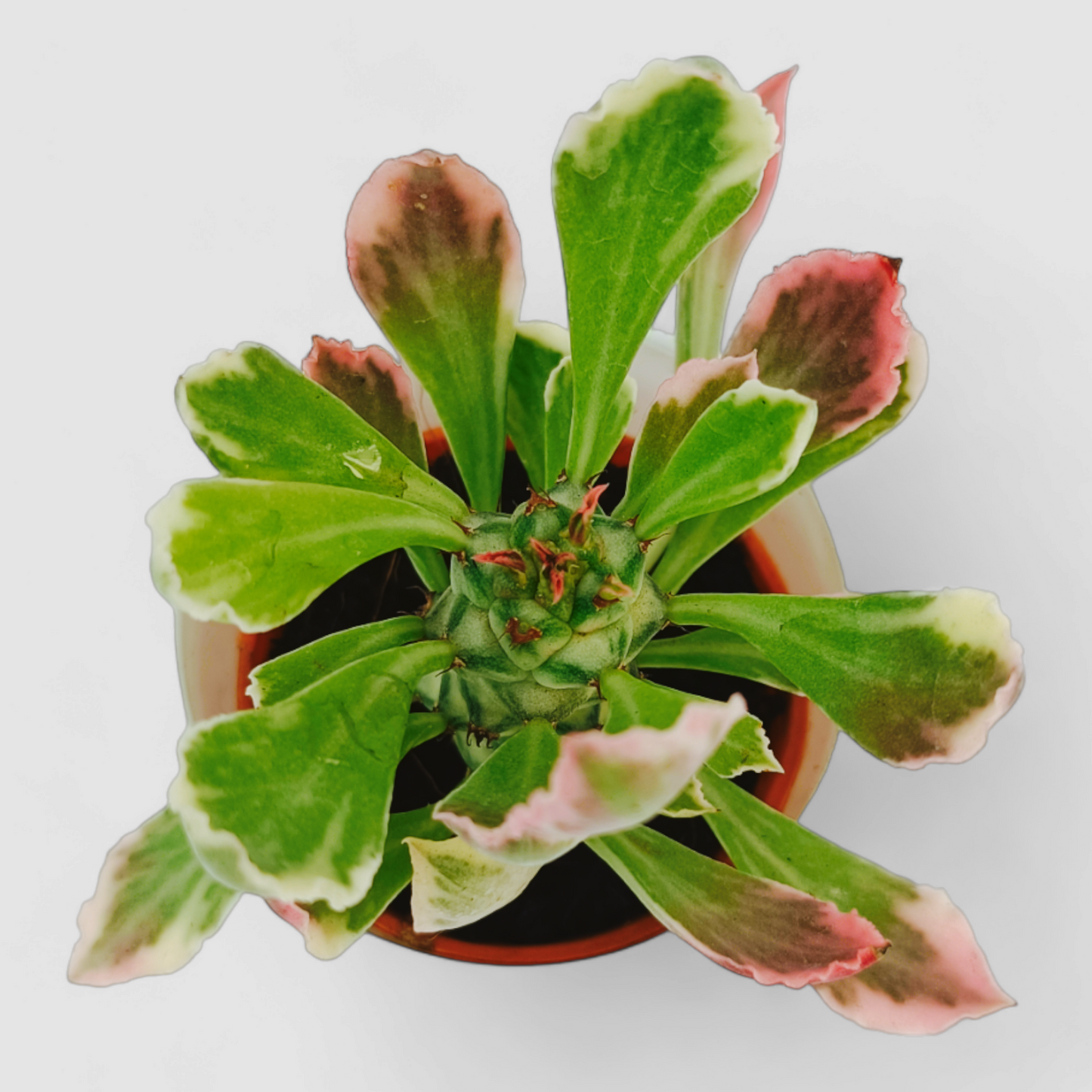 Euphorbia Red Plant