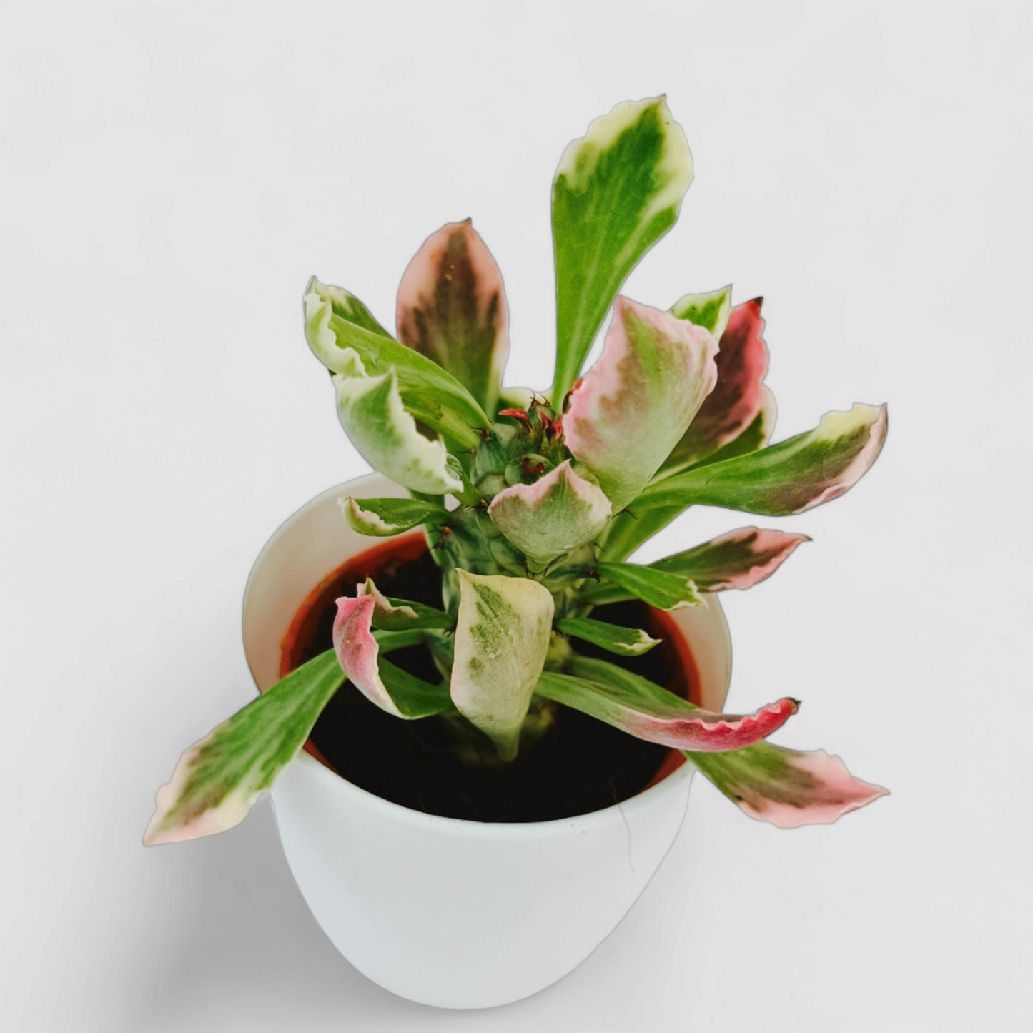 Euphorbia Red Plant