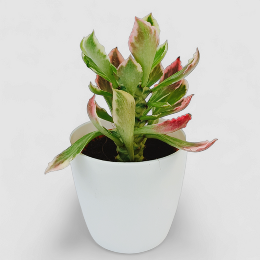 Euphorbia Red Plant