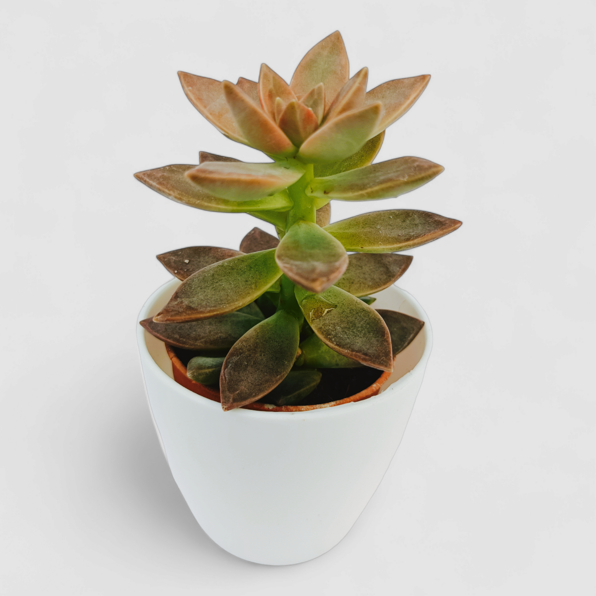 scheideckeri succulent Pachyveria Scheideckeri Plant by Orchid N Petals