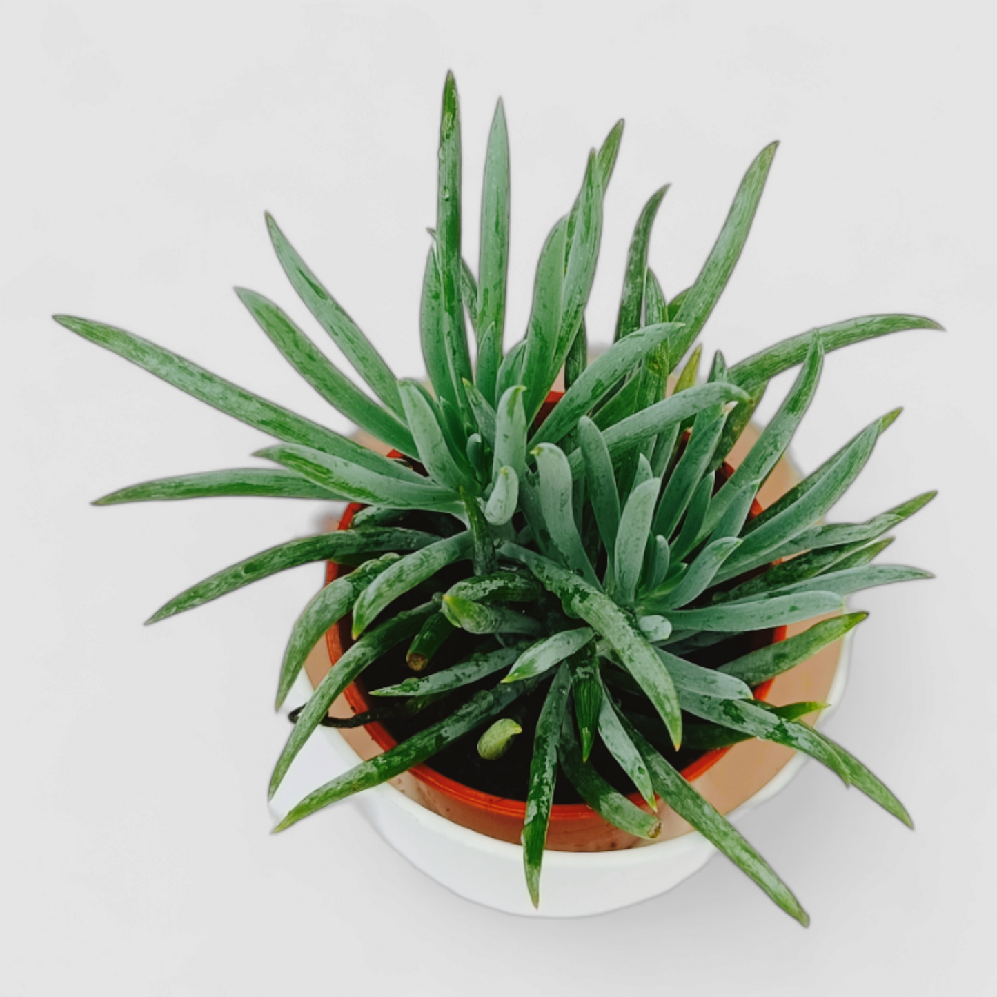 Senecio Barbertonicus Plant (Senecio Himalaya)